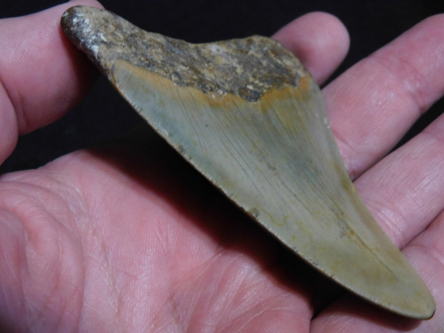 3.6 inch Megalodon Tooth
