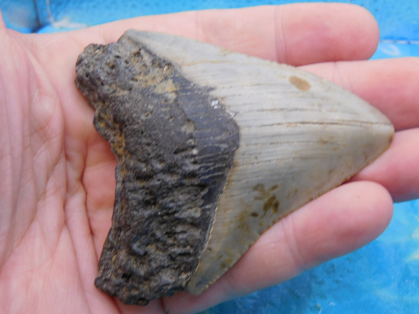 3.34 inch Megalodon Tooth