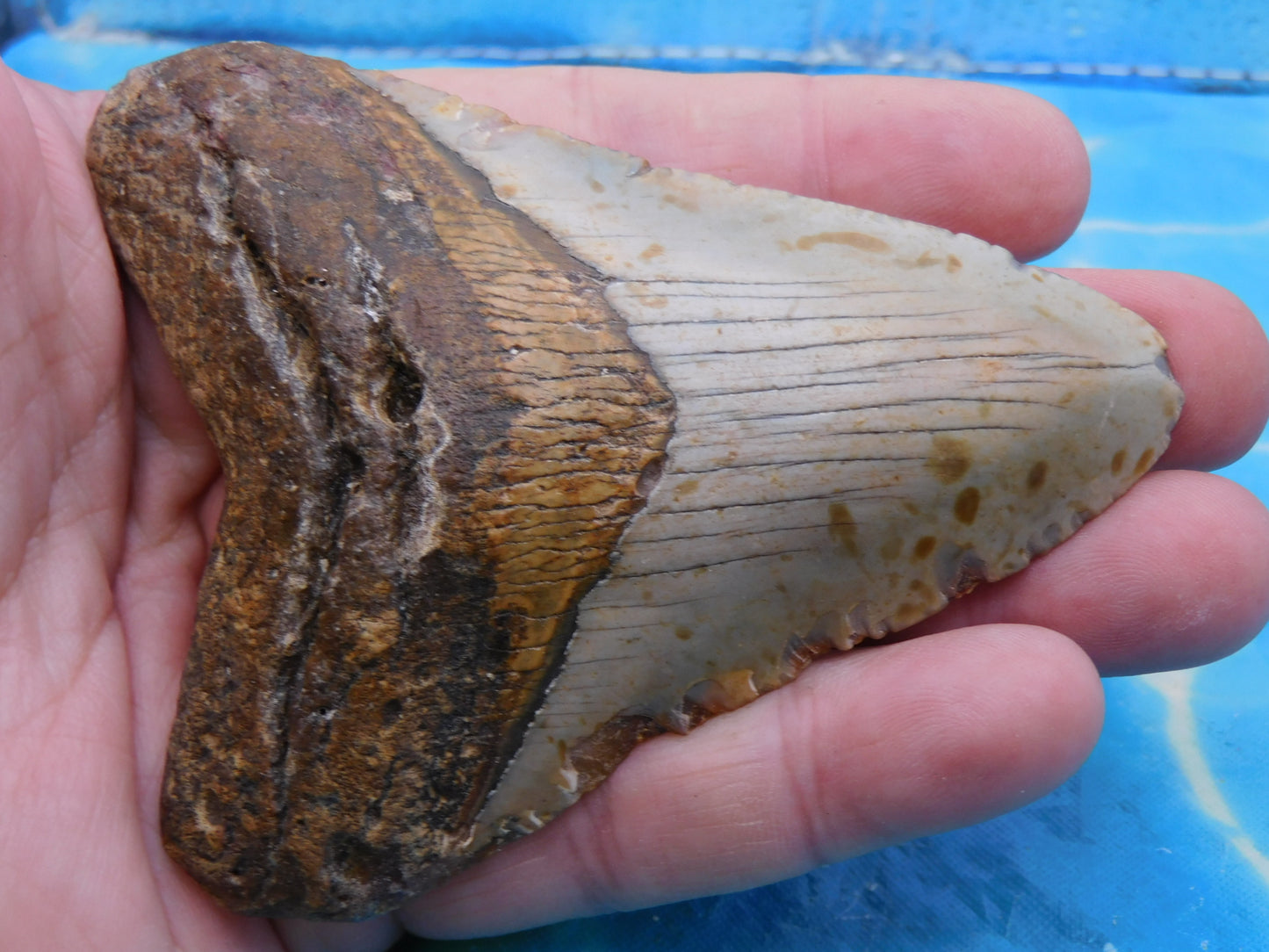 4 inch Brown Megalodon Tooth