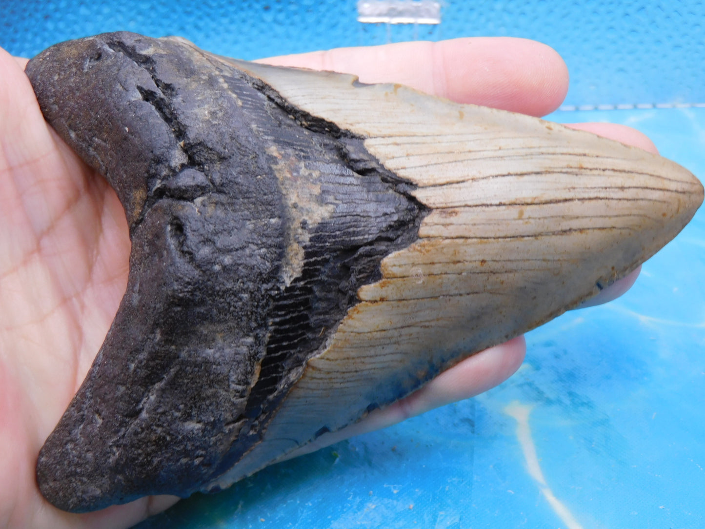 5.7 in MEG