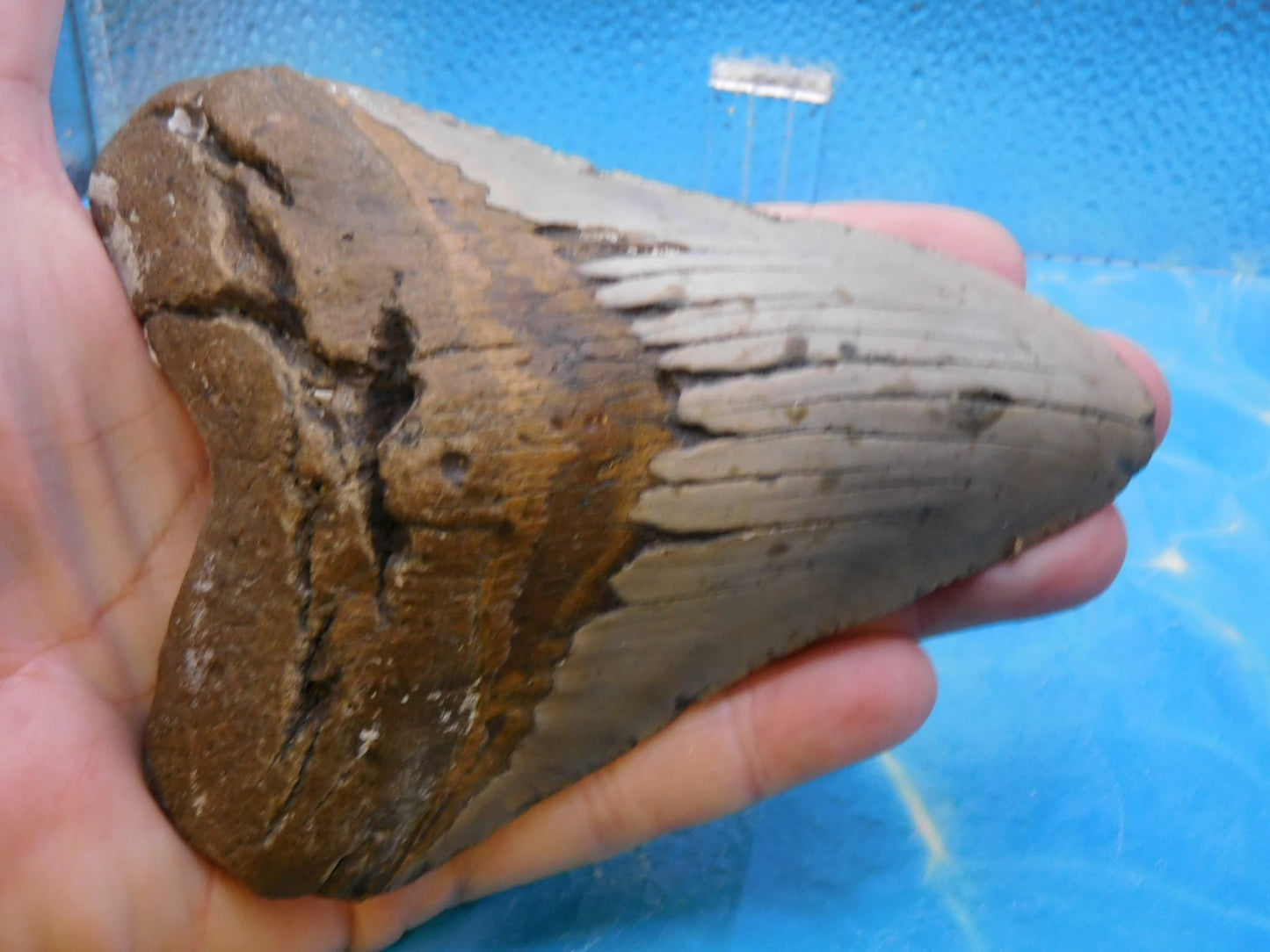 Huge 5.5 in MEG