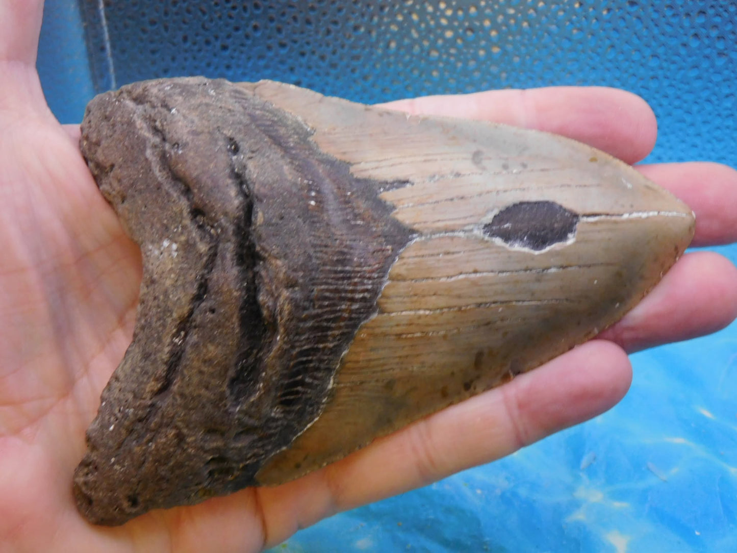 5.4 in MEG