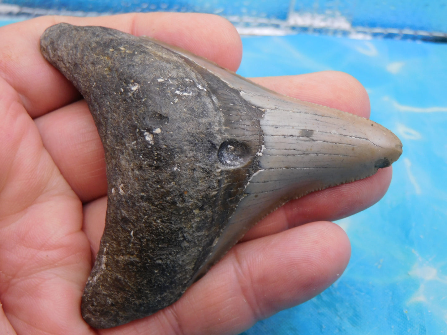 3.4 inch Megalodon Tooth