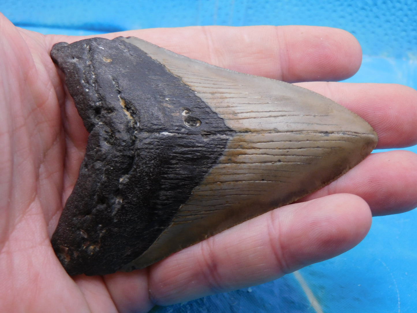 3.8 in MEG