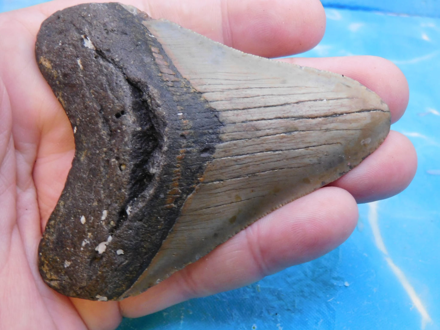3.6 in MEG