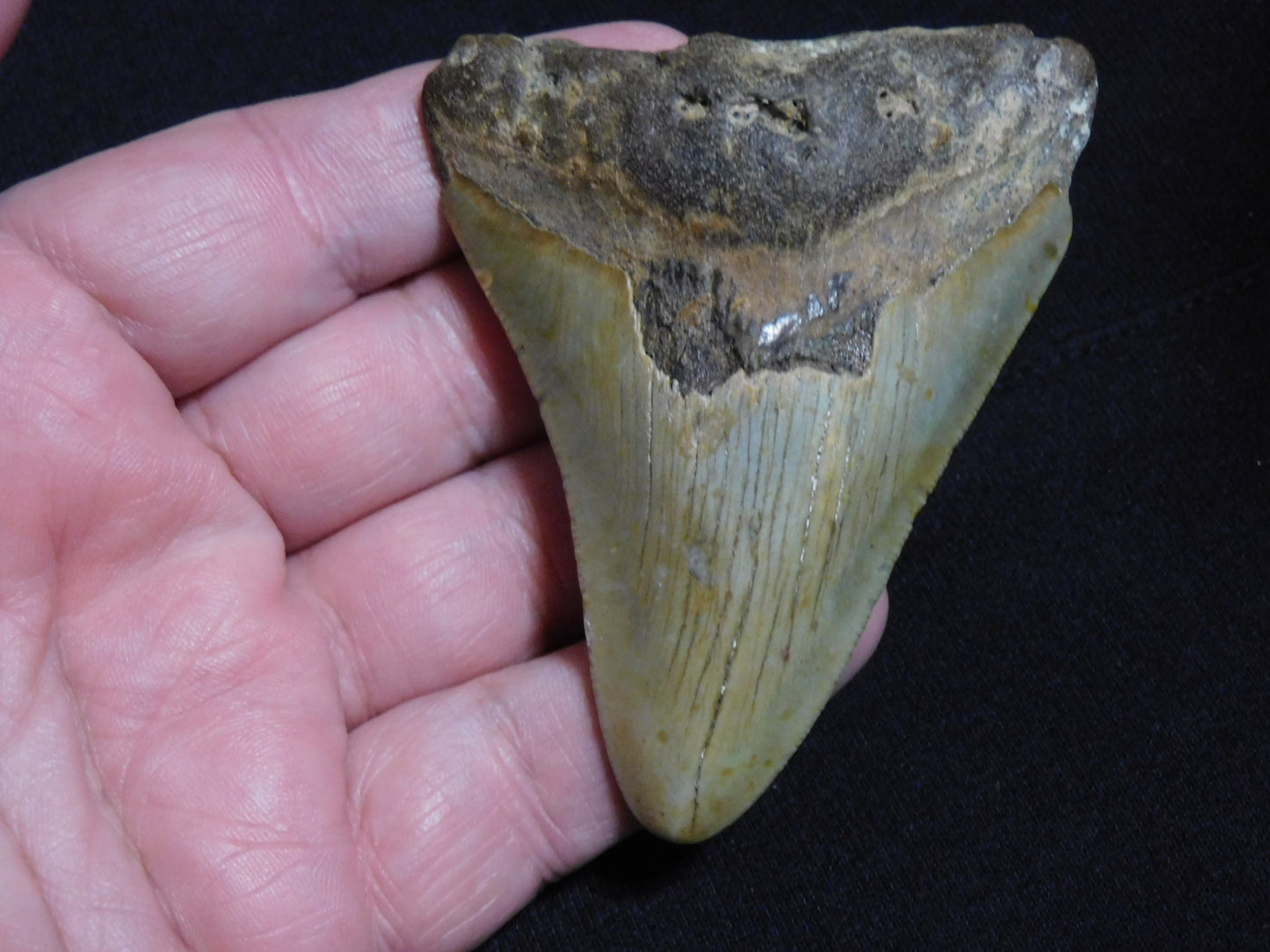 3.6 inch Megalodon Tooth