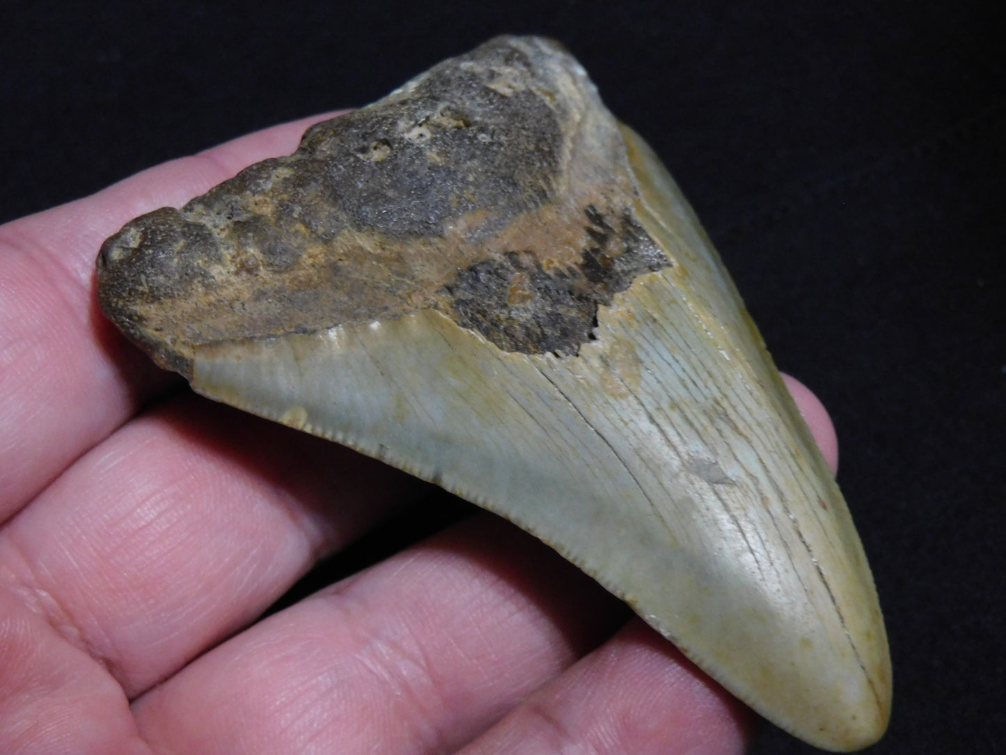 3.6 inch Megalodon Tooth