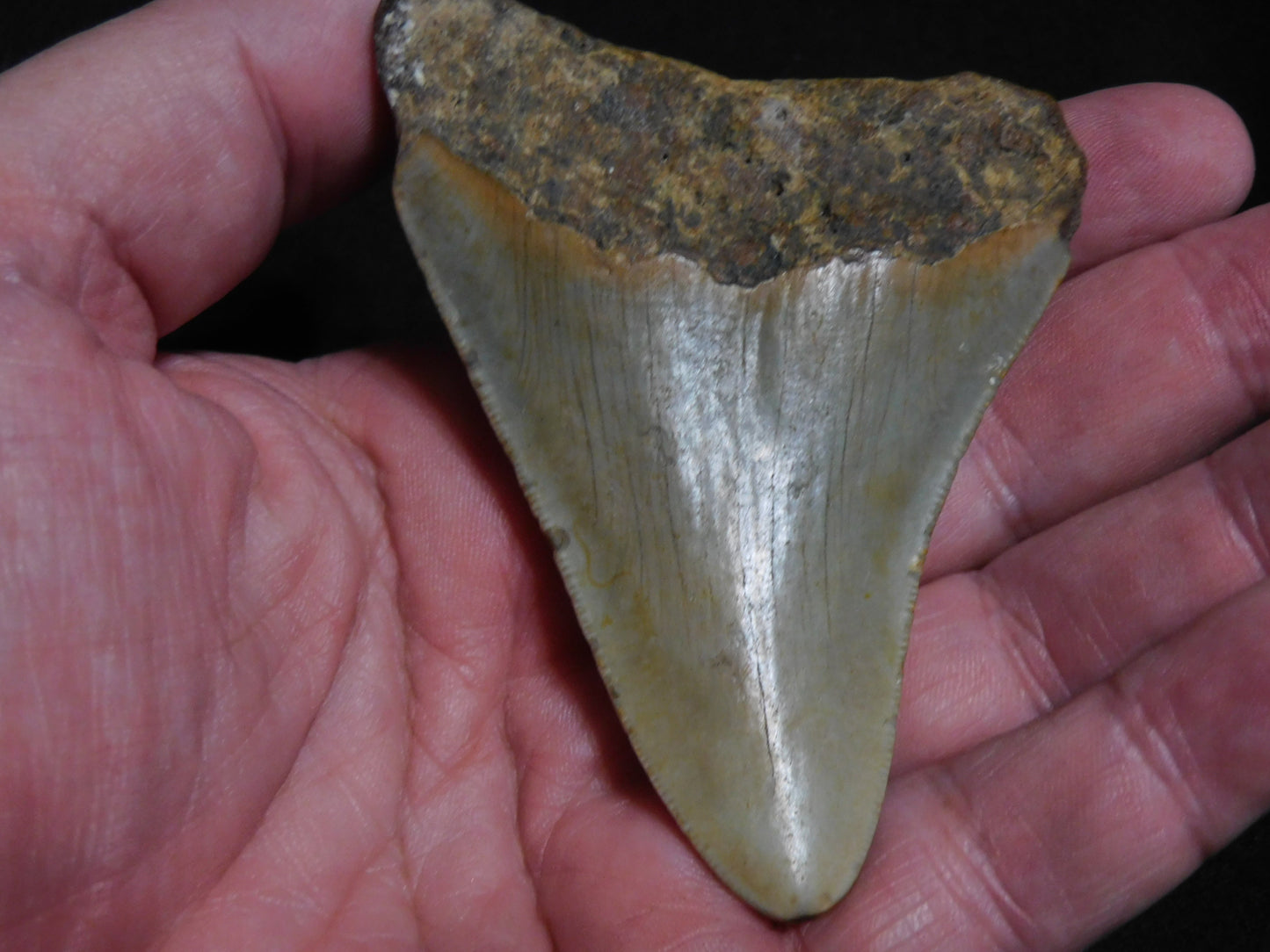 3.6 inch Megalodon Tooth