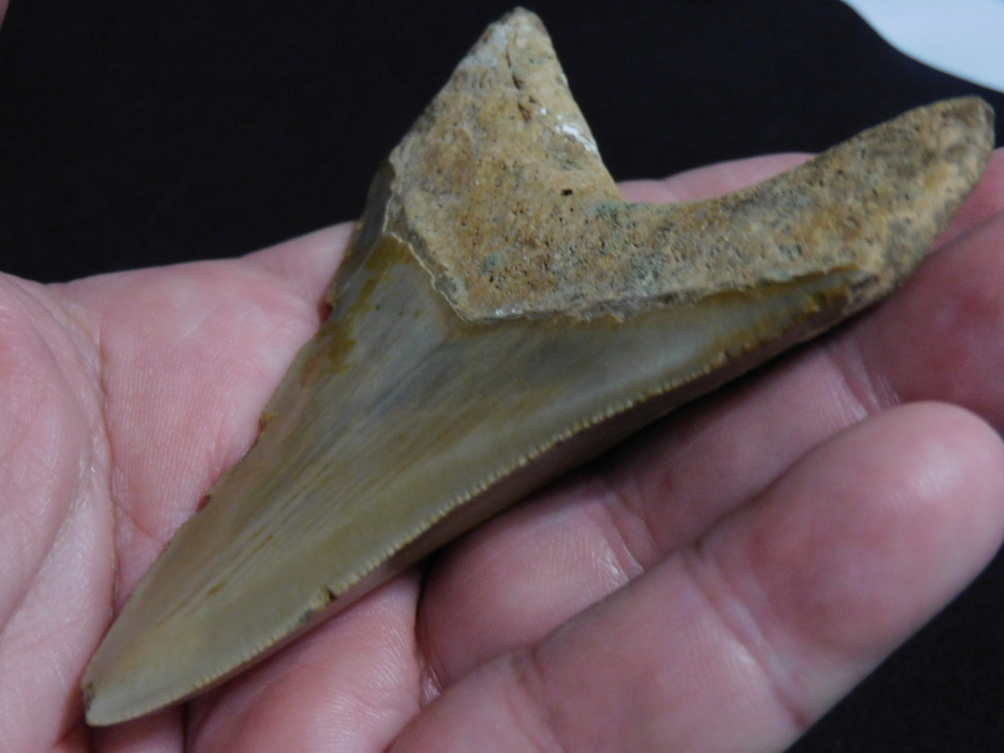 3.8 inch Megalodon Tooth