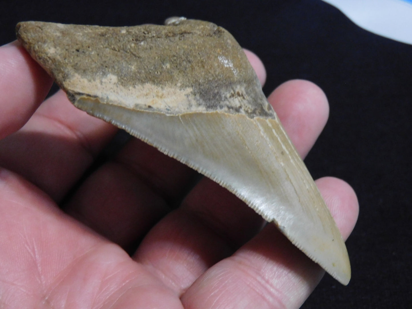 3.8 inch Megalodon Tooth