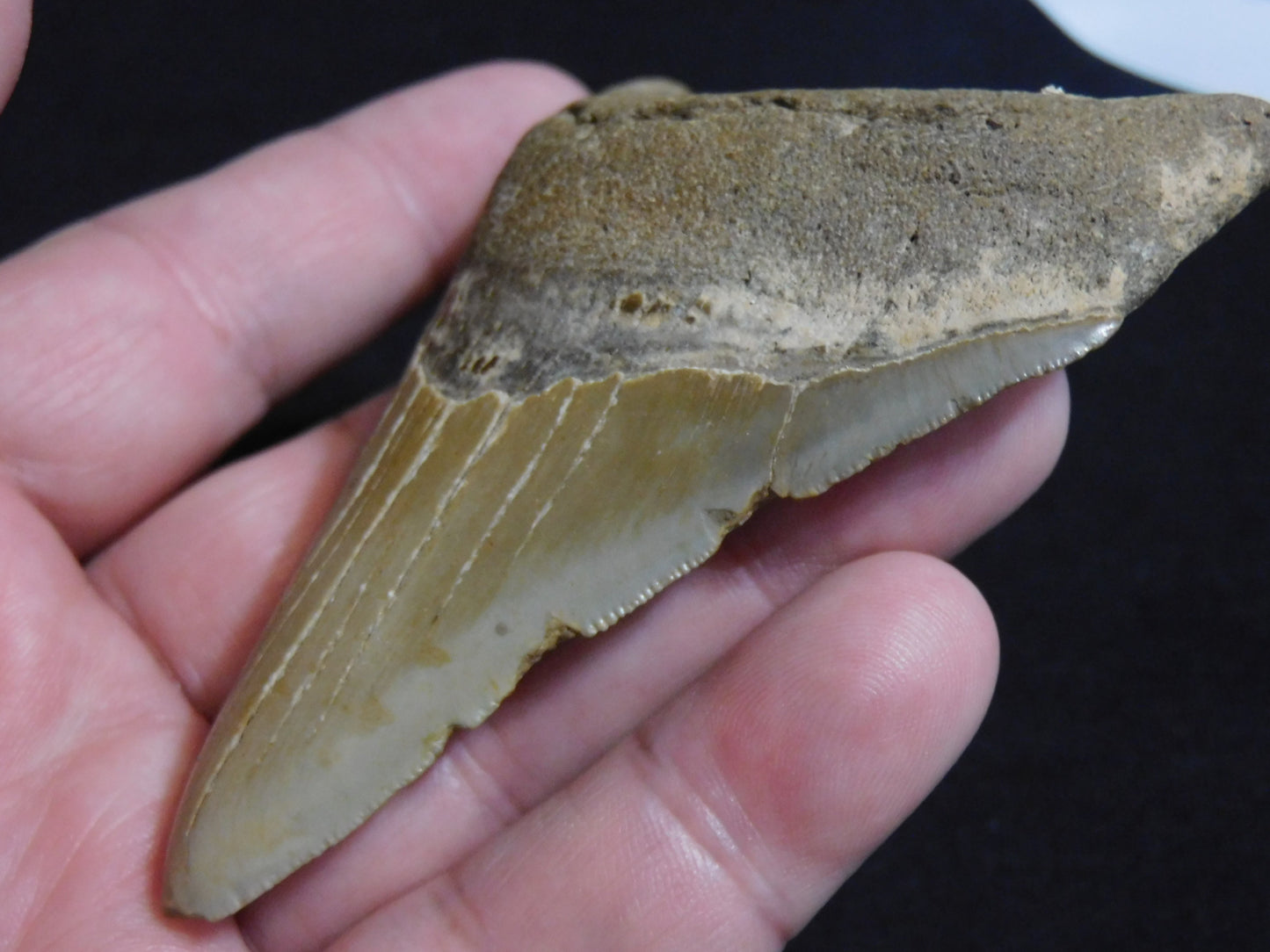 3.8 inch Megalodon Tooth