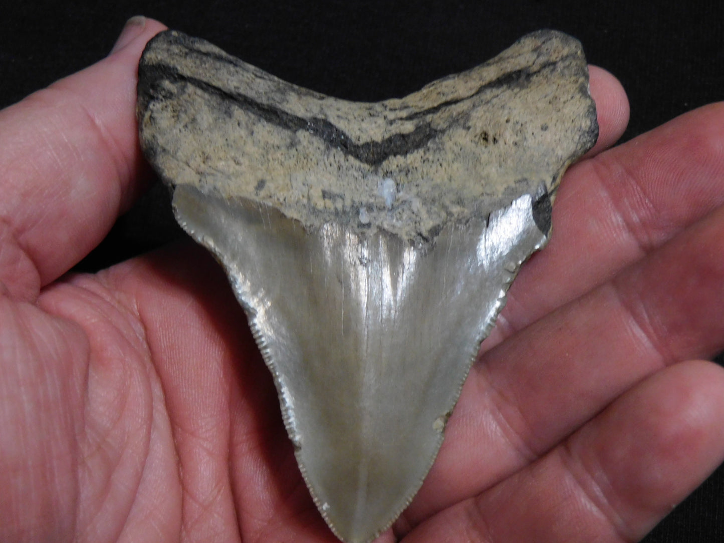 3.5 inch Megalodon Tooth