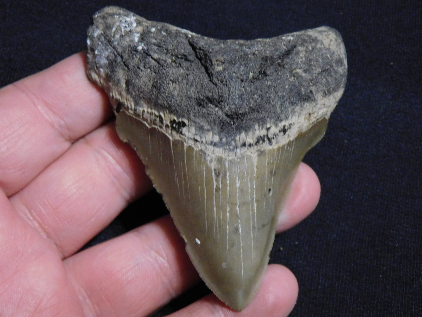 3.5 inch Megalodon Tooth