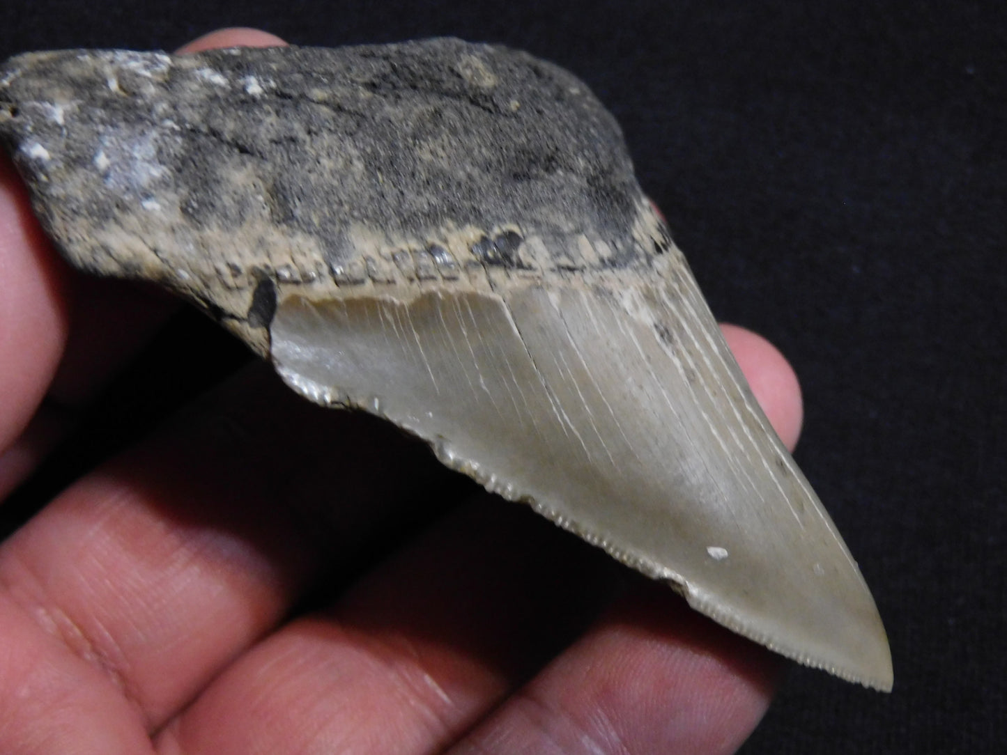 3.5 inch Megalodon Tooth