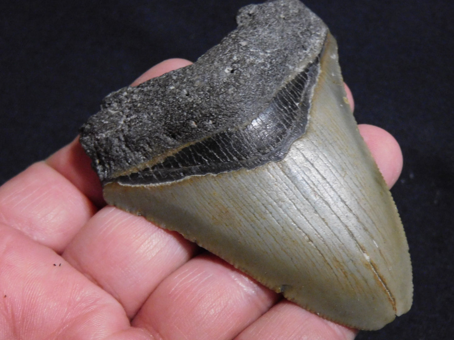 3.3 inch Megalodon Tooth