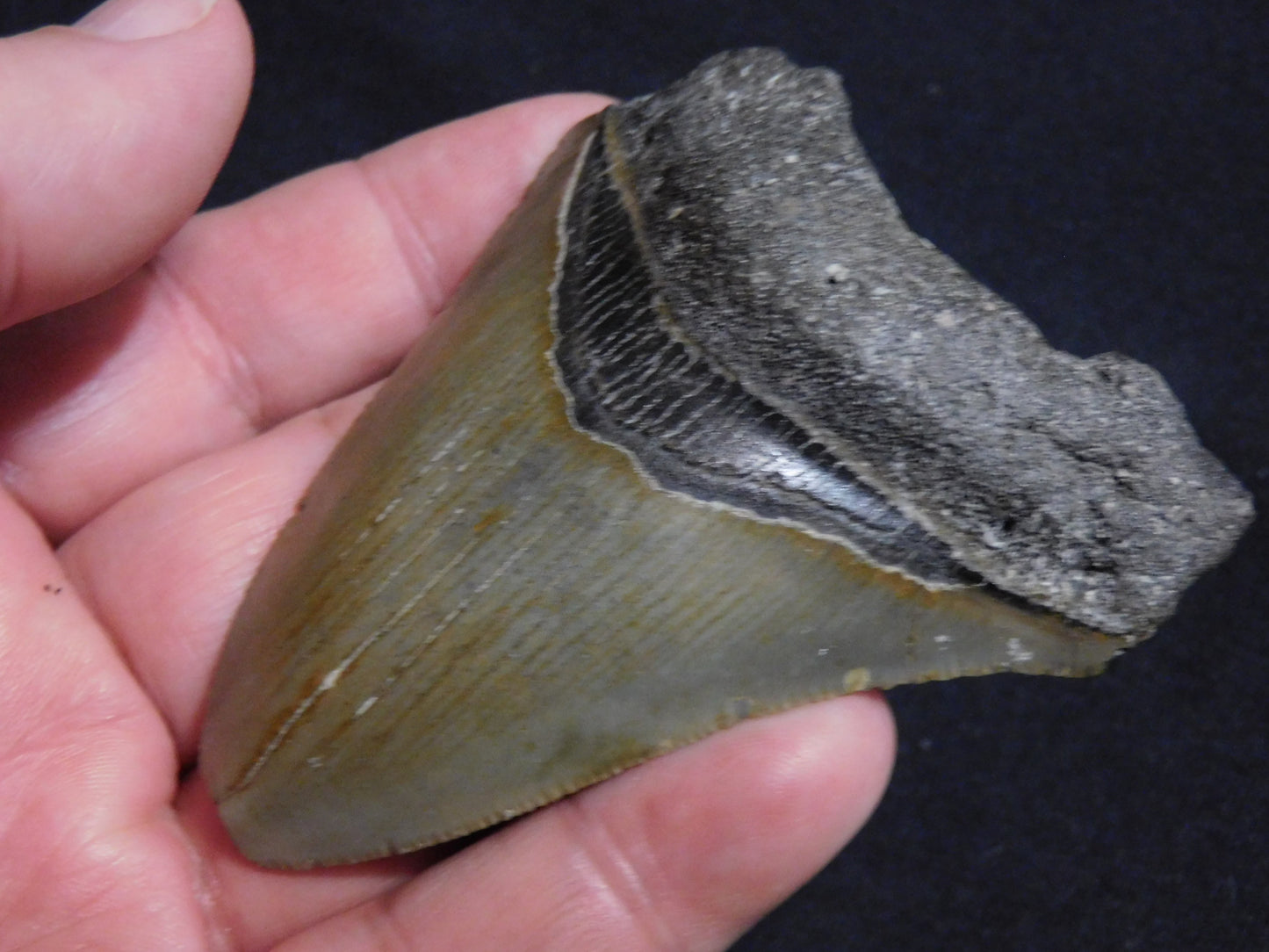 3.3 inch Megalodon Tooth