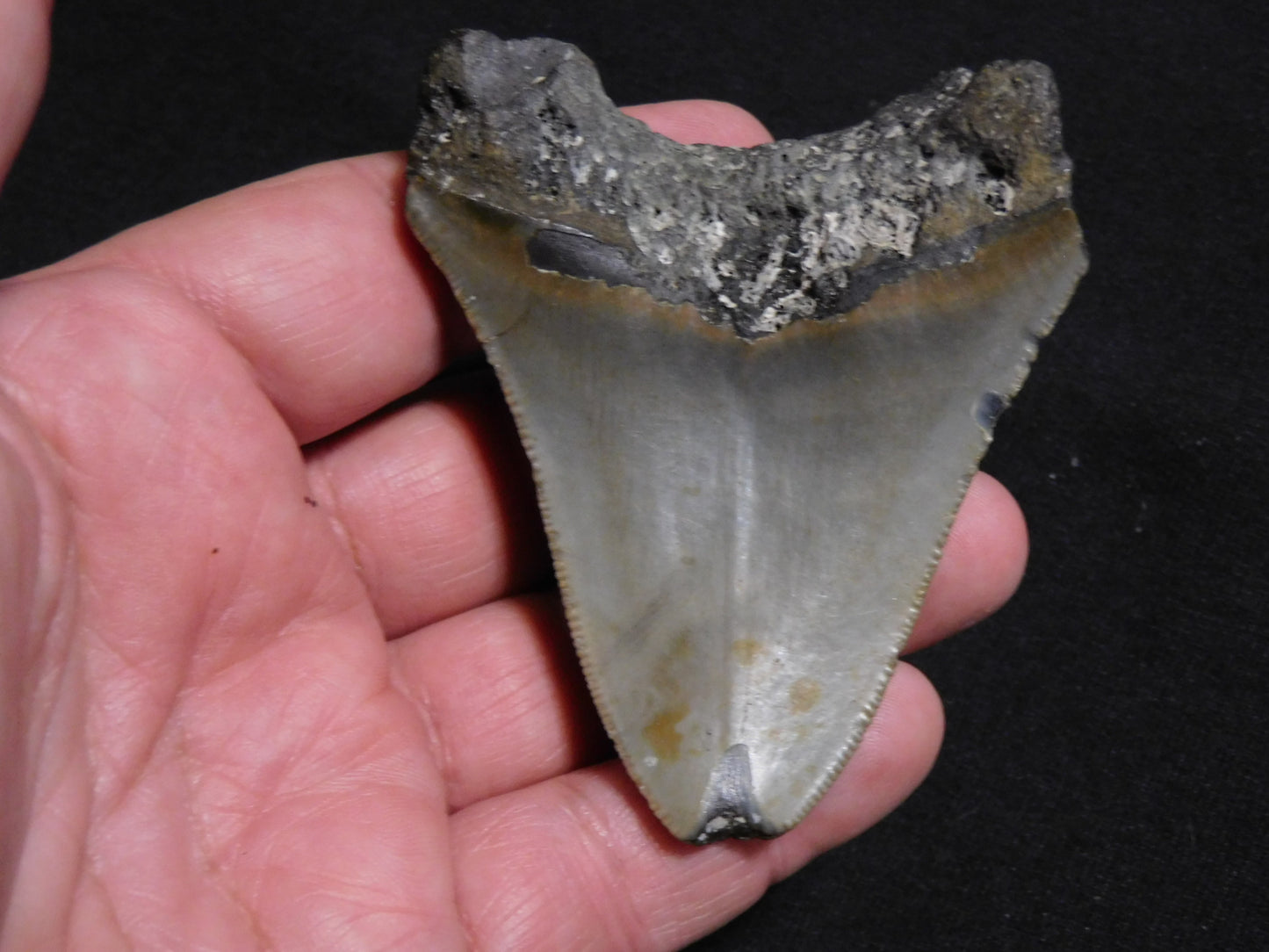 3.3 inch Megalodon Tooth
