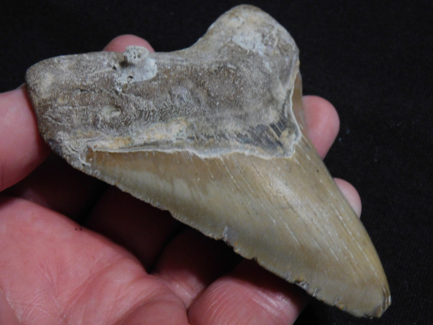 4.1 inch Megalodon Tooth