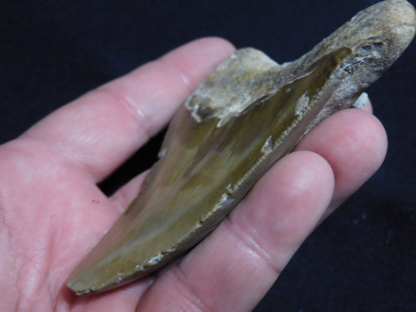 4.1 inch Megalodon Tooth