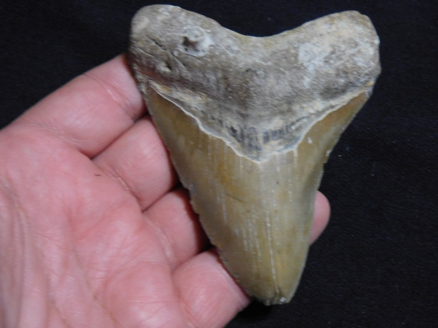 4.1 inch Megalodon Tooth