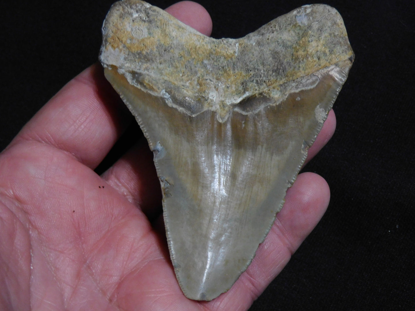 4.1 inch Megalodon Tooth