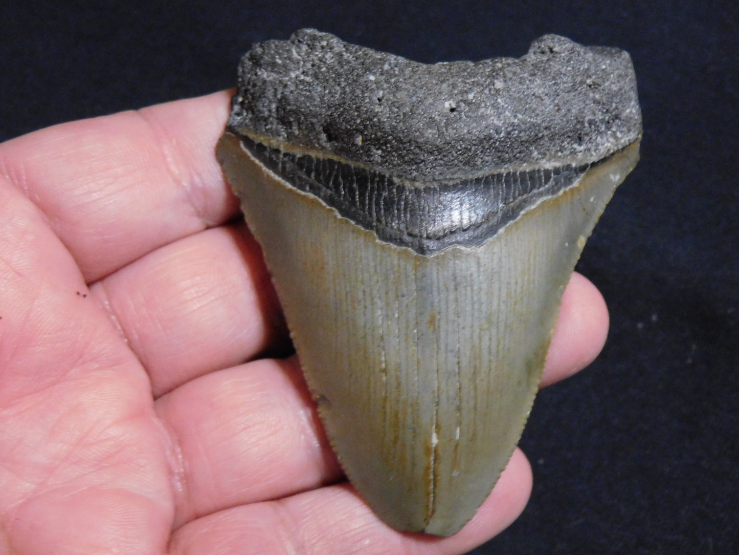 3.3 inch Megalodon Tooth
