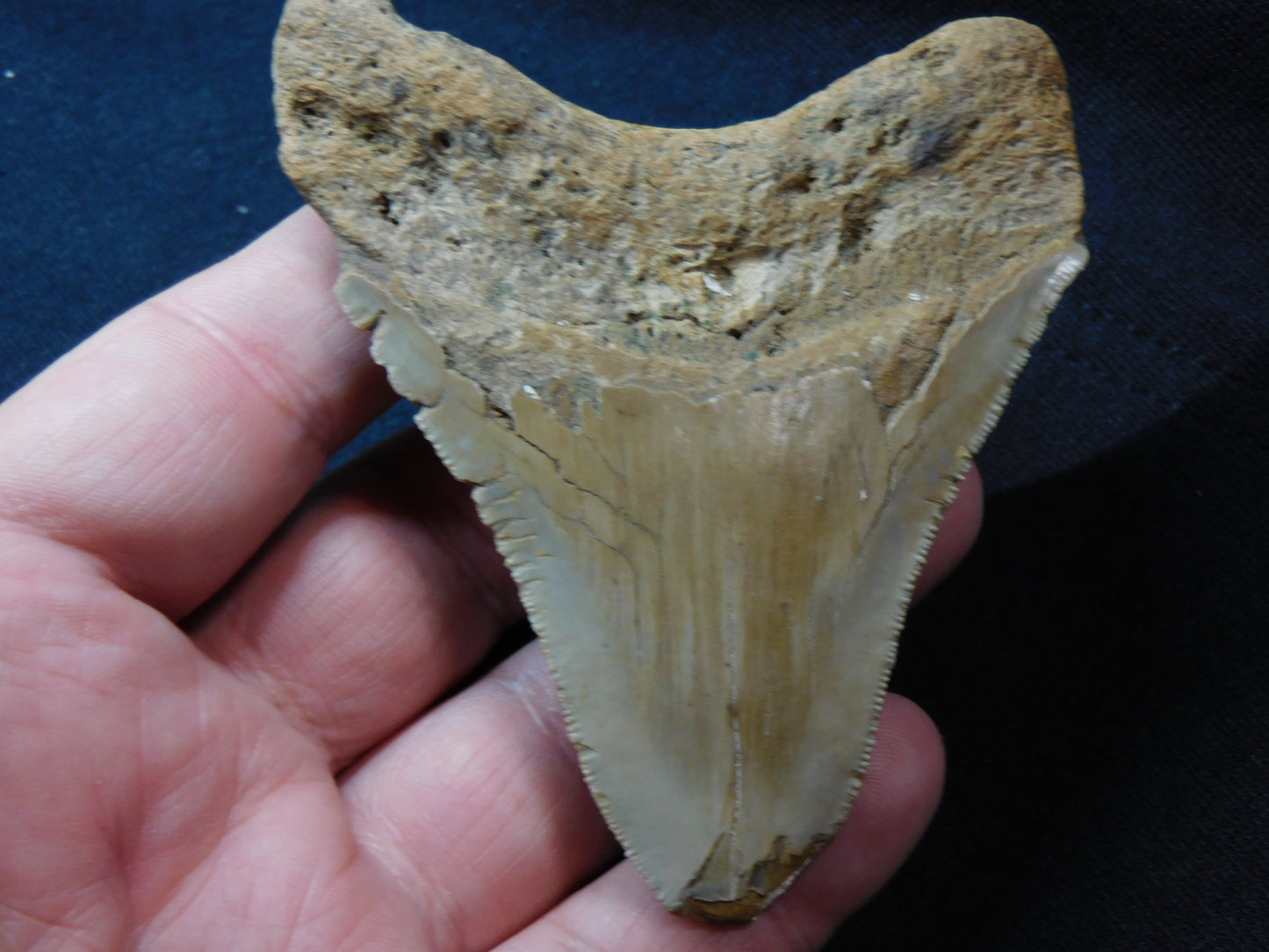 3.8 inch Megalodon Tooth