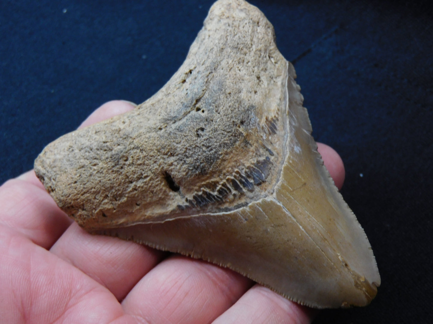 3.8 inch Megalodon Tooth