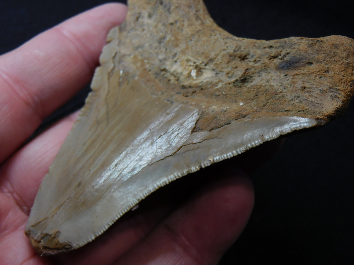 3.8 inch Megalodon Tooth
