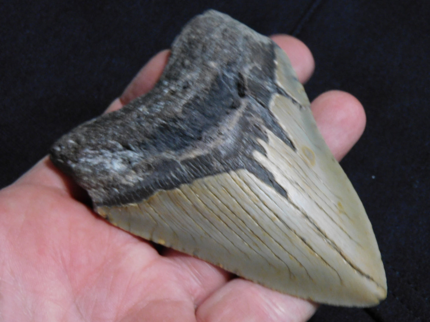 4 inch Megalodon Tooth
