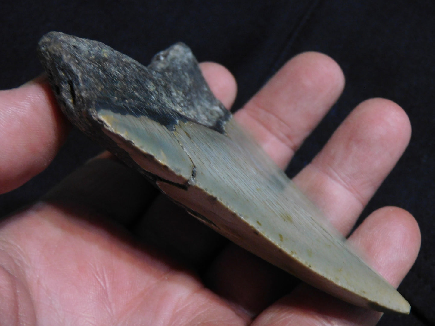 4 inch Megalodon Tooth