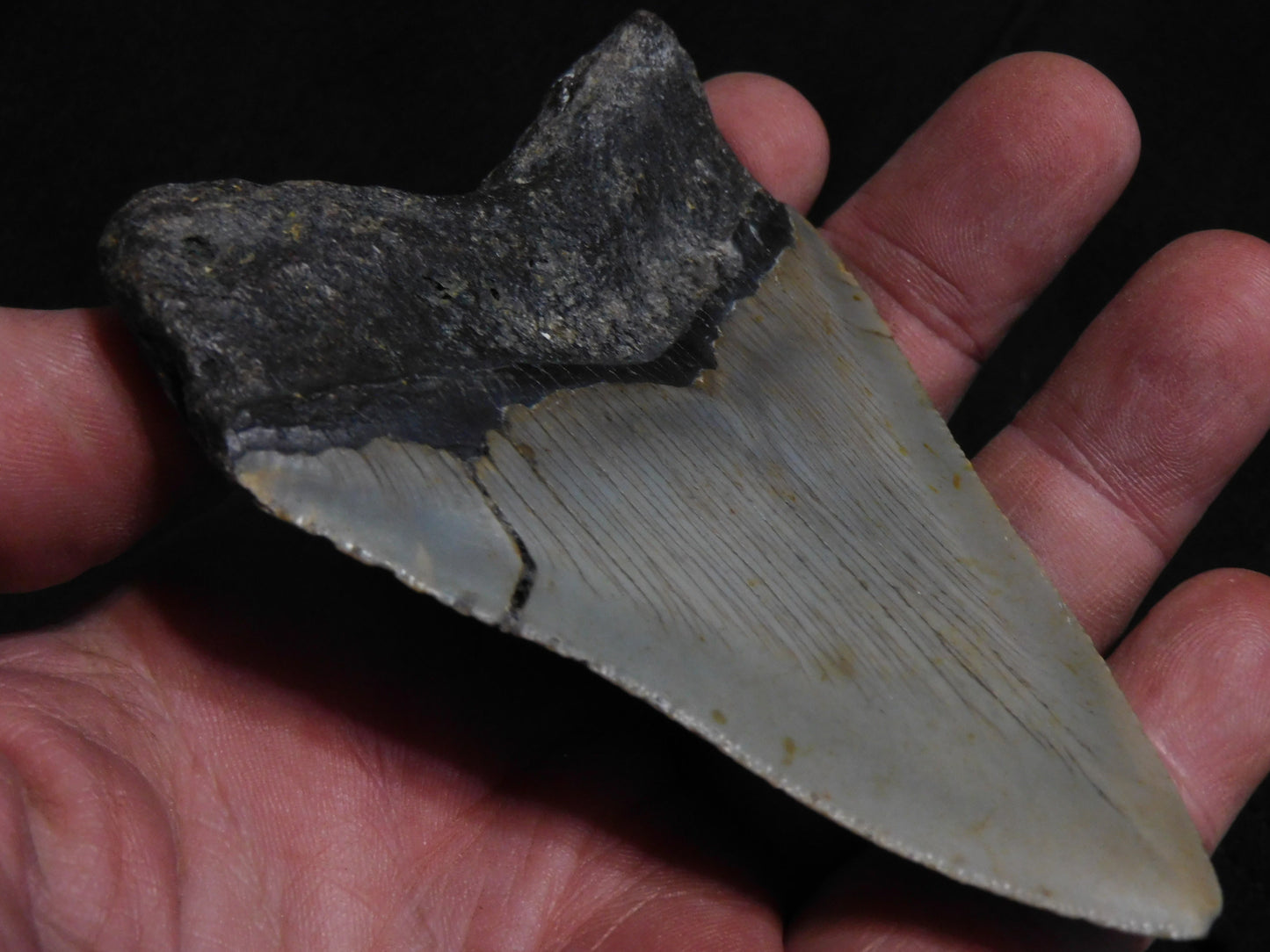 4 inch Megalodon Tooth