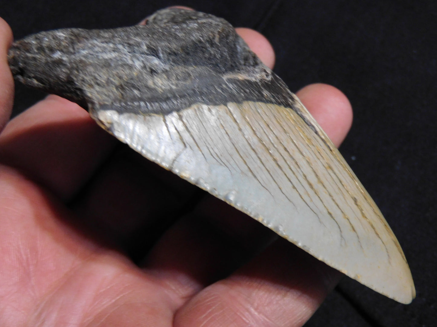 4 inch Megalodon Tooth