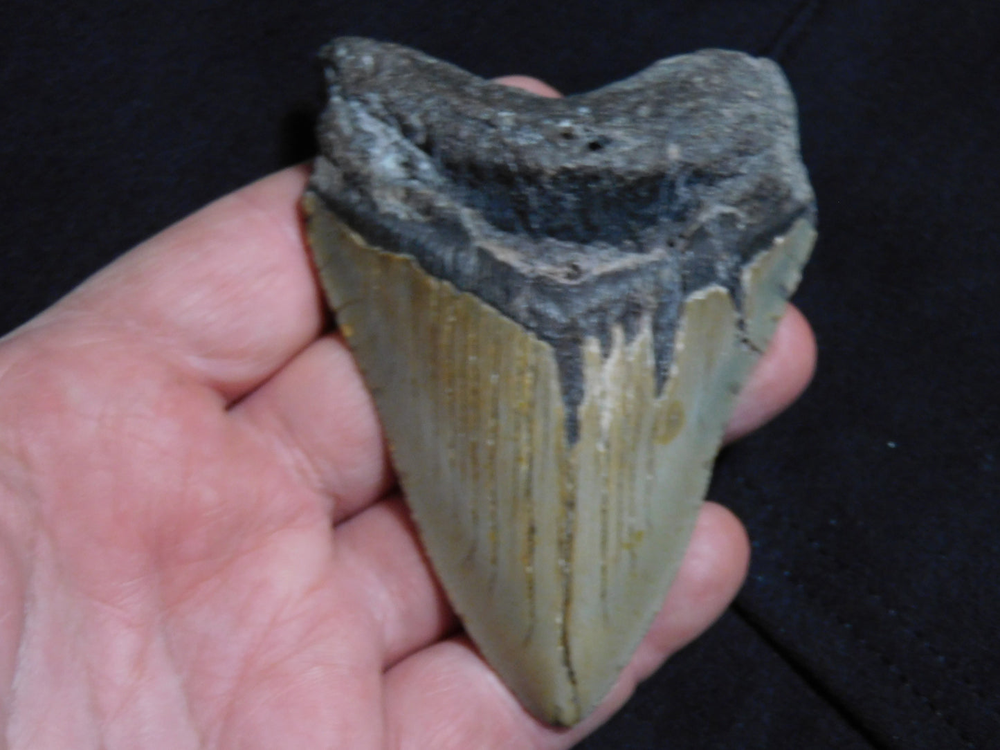 4 inch Megalodon Tooth