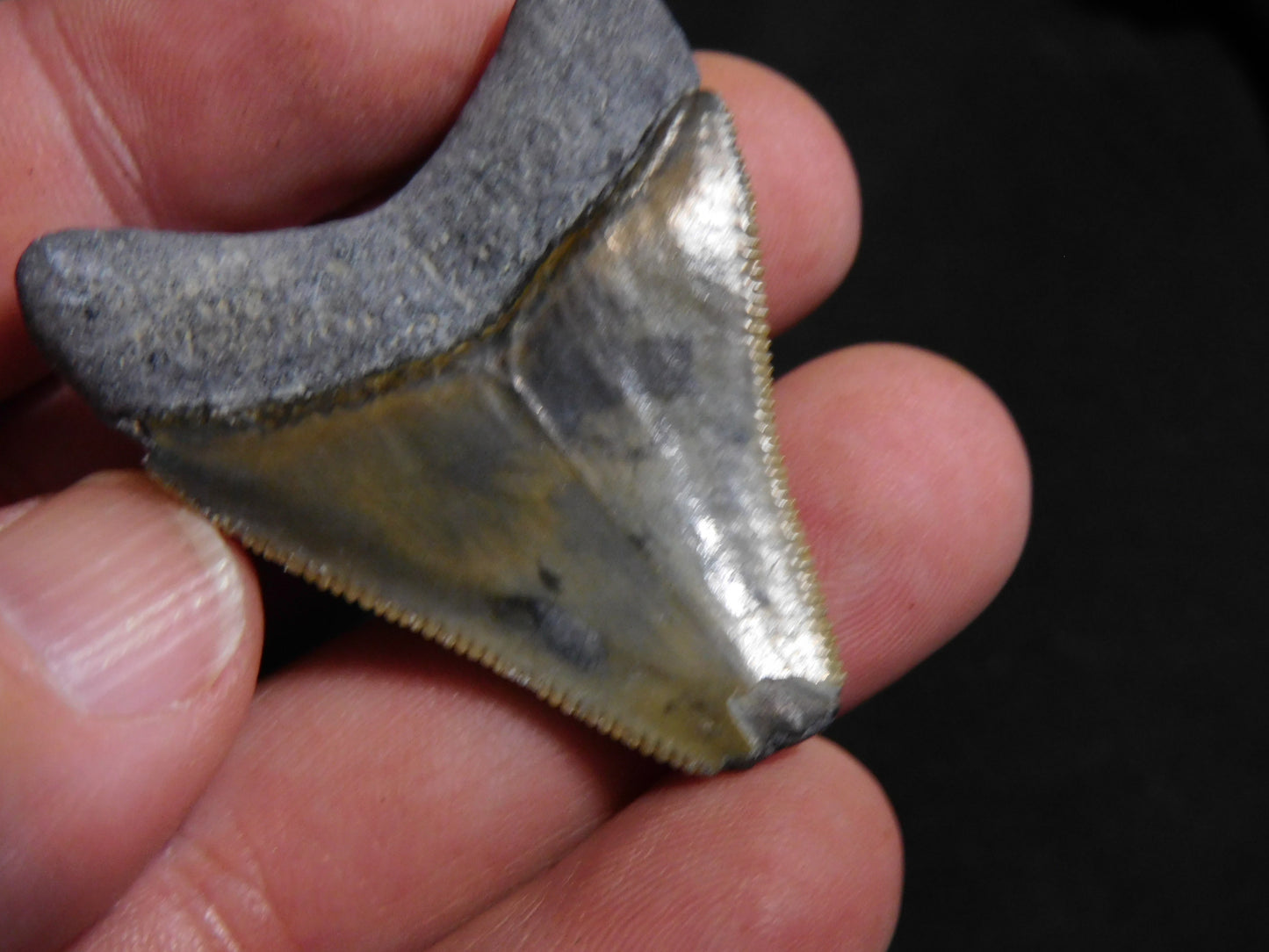 1.7 inch Bone Valley Megalodon Tooth
