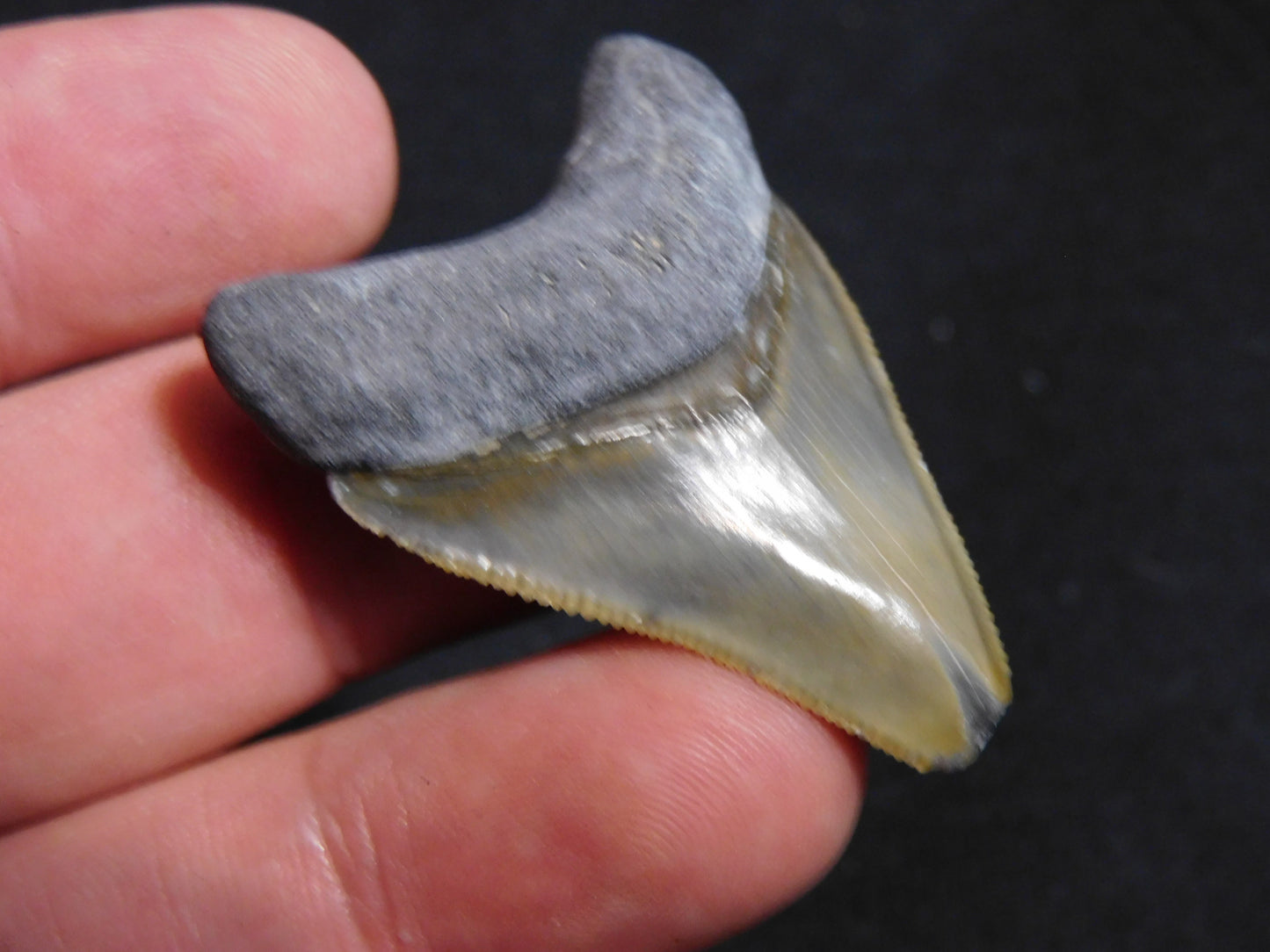 1.7 inch Bone Valley Megalodon Tooth