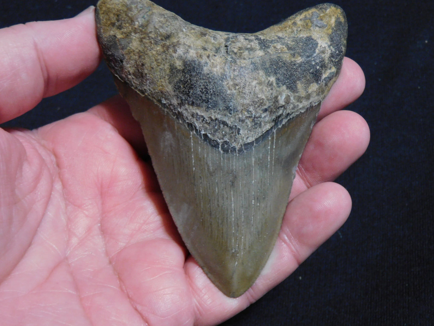 4 inch Megalodon Tooth