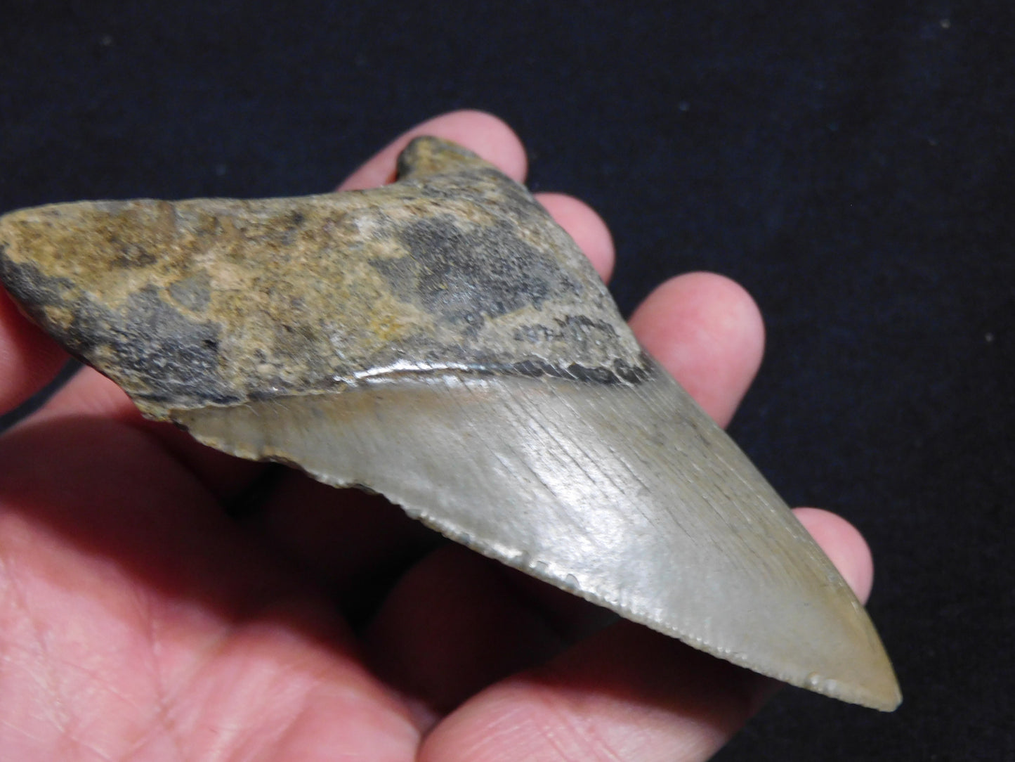 4 inch Megalodon Tooth