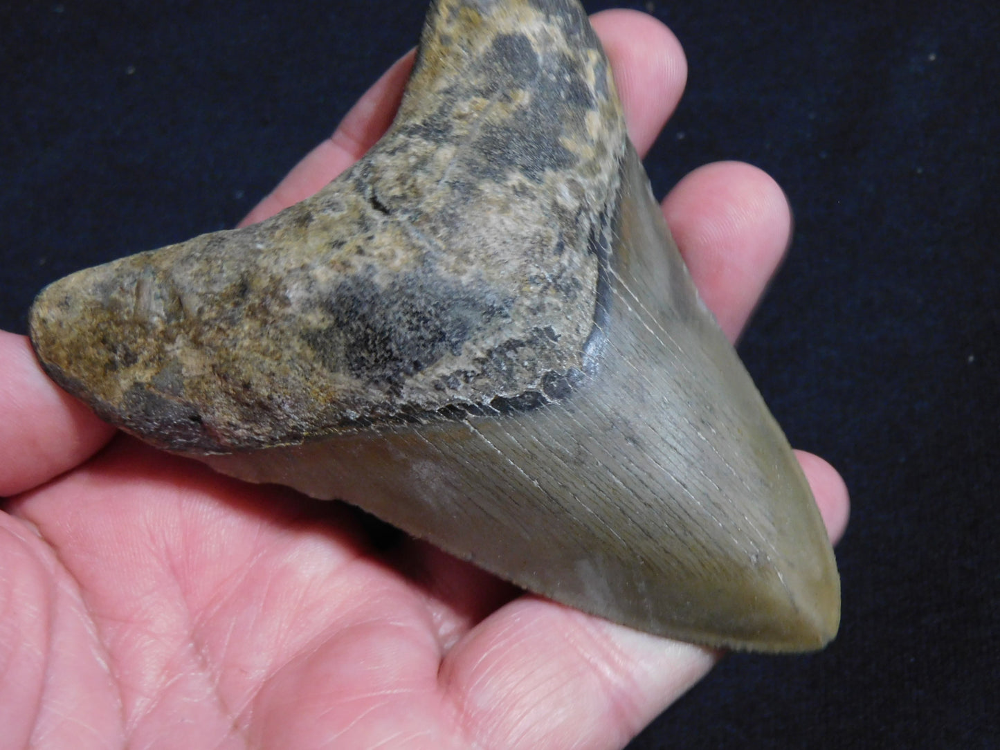 4 inch Megalodon Tooth