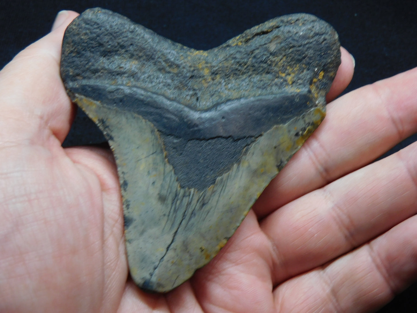 3.8 inch Megalodon Tooth