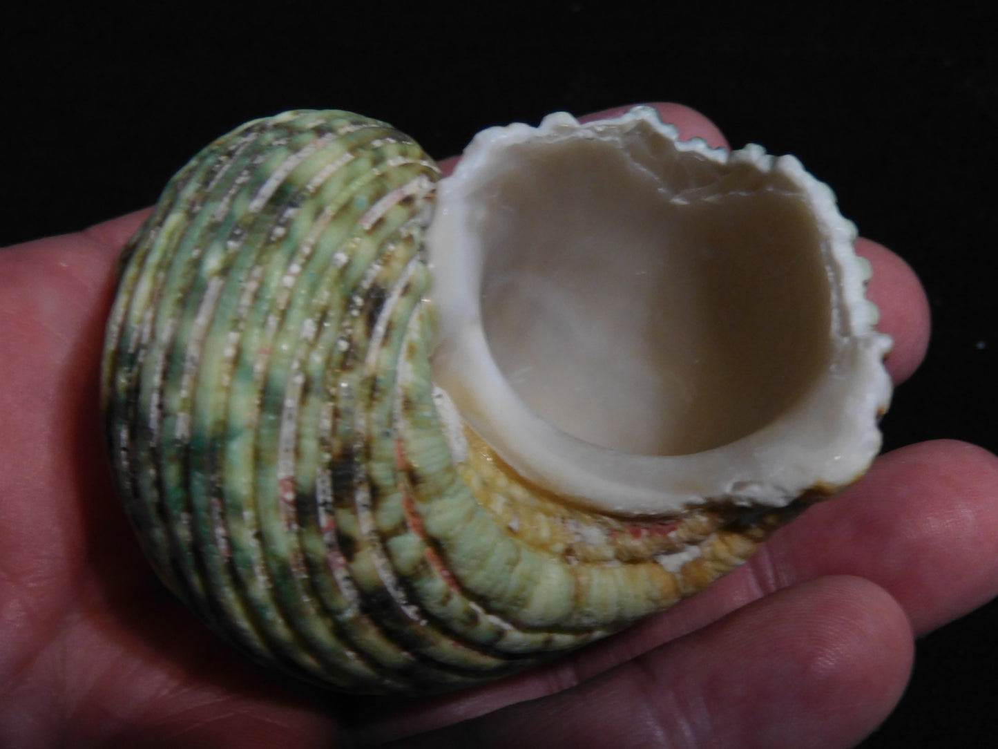 Turbo Argystoma 1.5-2.5 shells