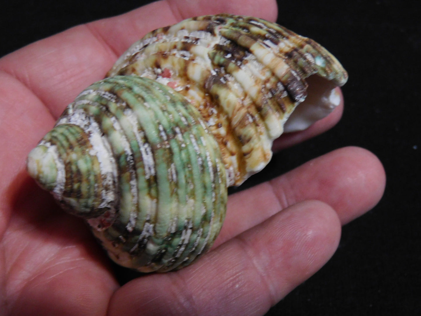 Turbo Argystoma 1.5-2.5 shells