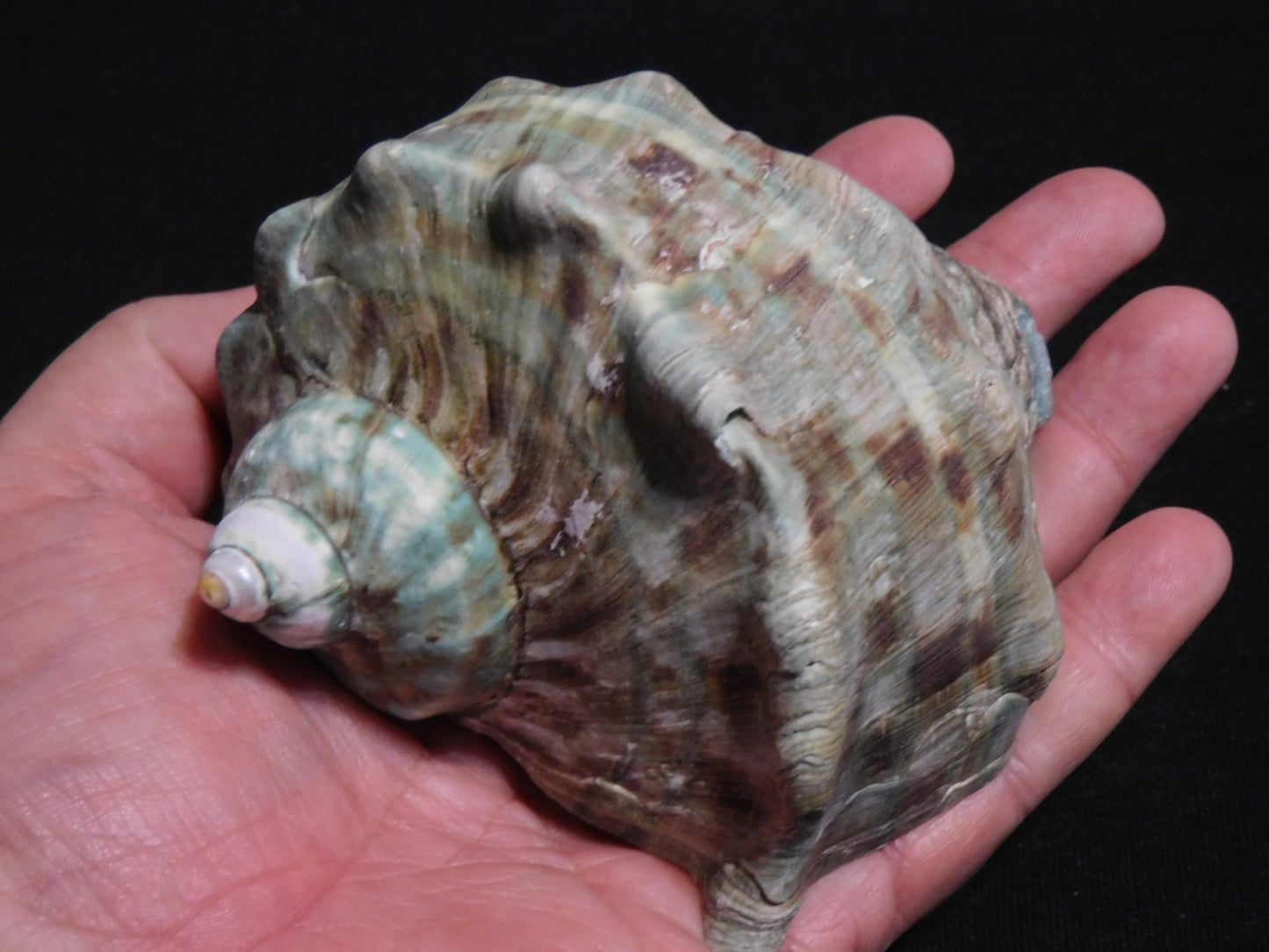 BIG Marmoratus Shell