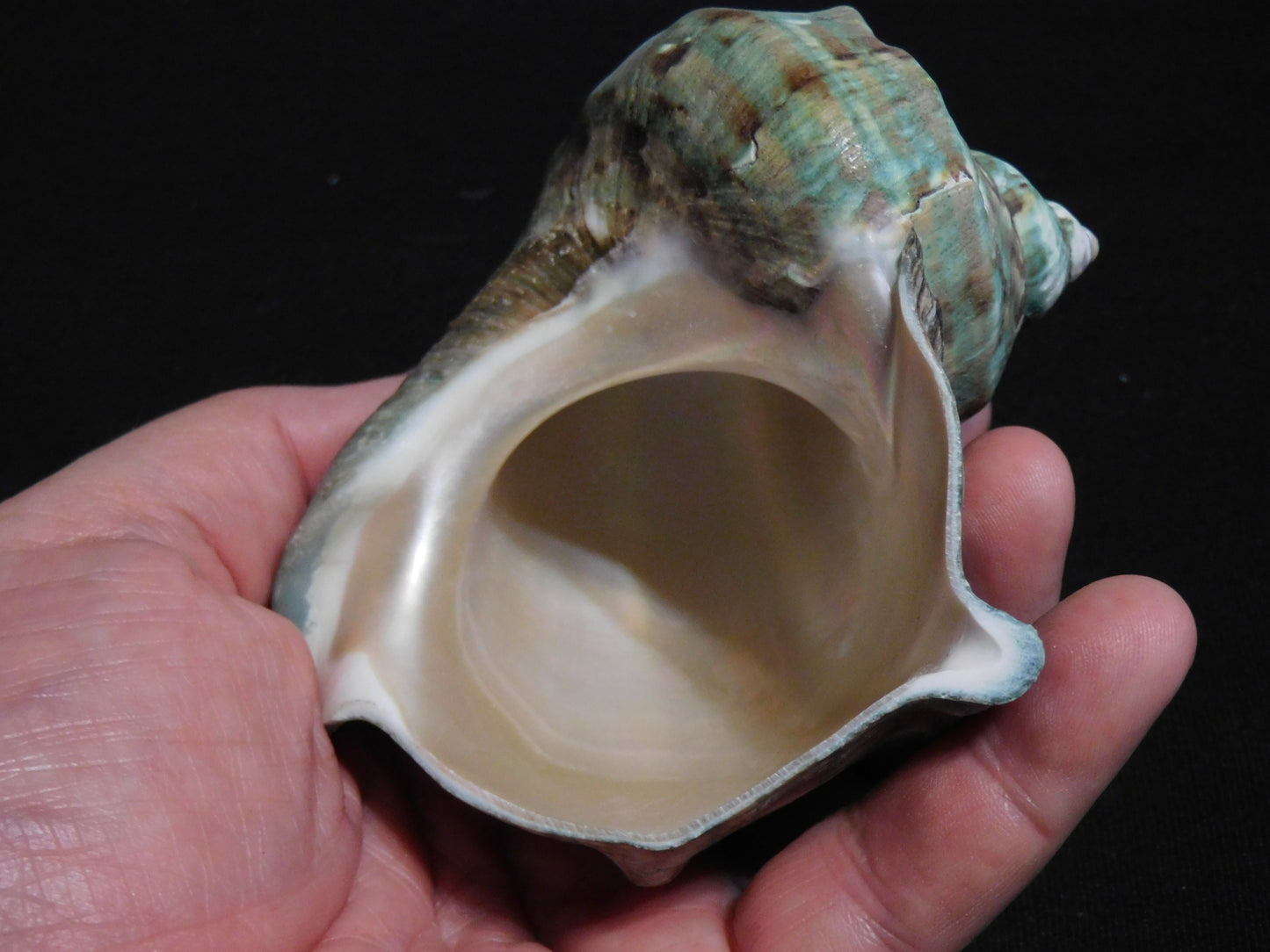 BIG Marmoratus Shell