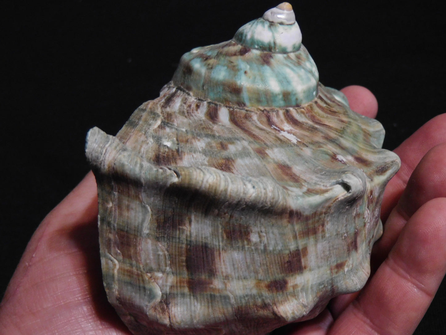 BIG Marmoratus Shell