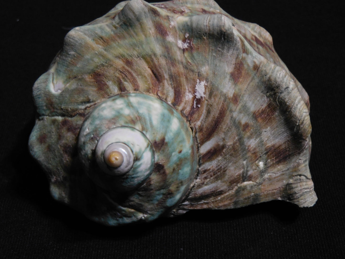 BIG Marmoratus Shell