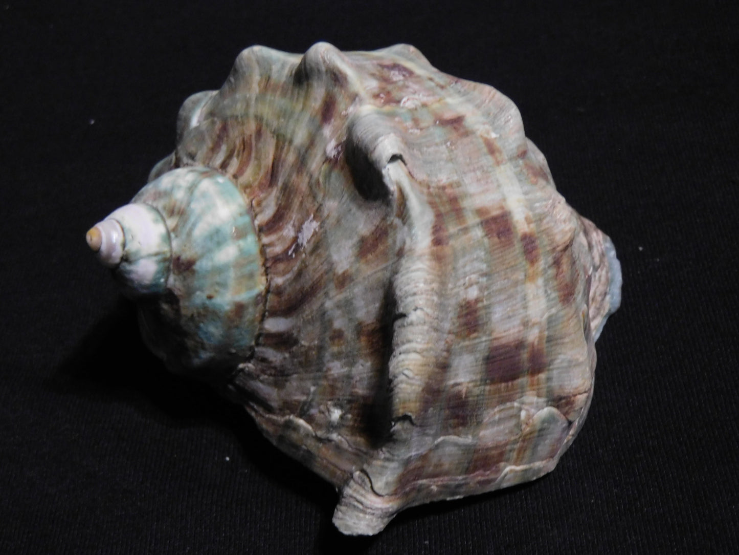 BIG Marmoratus Shell