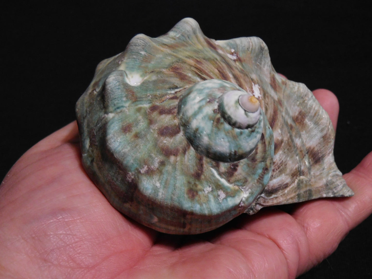 BIG Marmoratus Shell