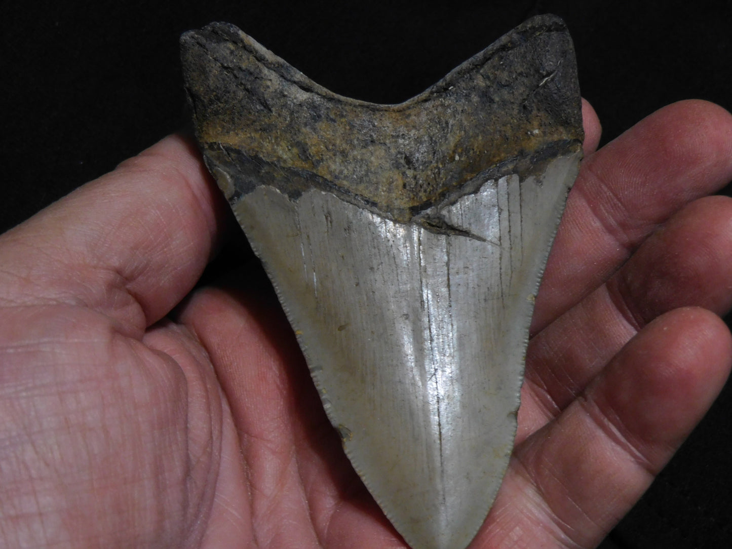 3.9 inch Megalodon Tooth