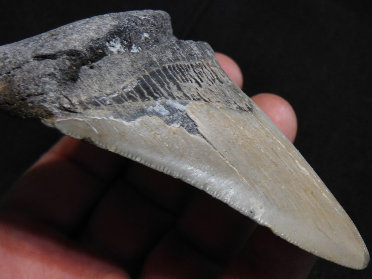 3.9 inch Megalodon Tooth